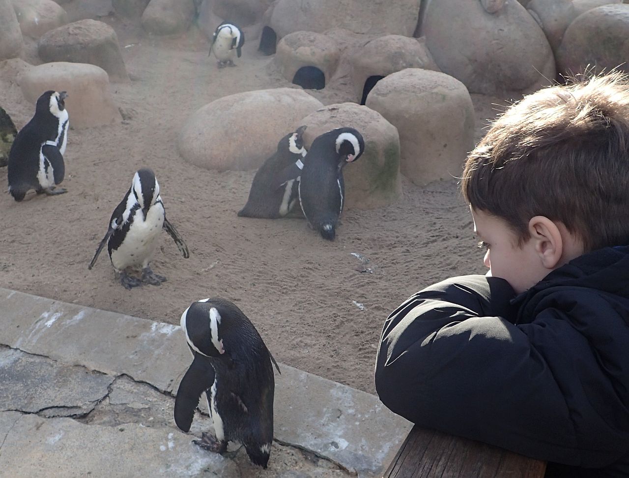 Junge betrachtet Pinguine im Zoo