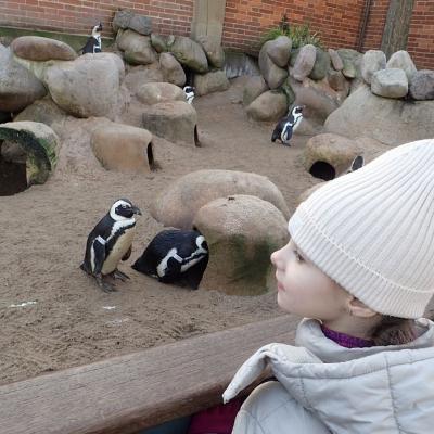Ein 6jähriges Mädchen in weißer Winterjacke schaut von der rechten Bildseite aus ins Gehege der Brillenpinguine in der Wilhelma. Mehrere Pinguine stehen zwischen Steinen und künstlichen Höhlen herum.