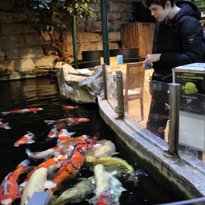 Ein Schüler füttert die Fische , die großen Hunger haben.