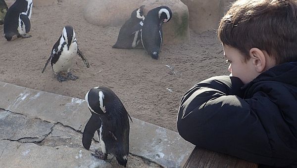 Junge betrachtet Pinguine im Zoo