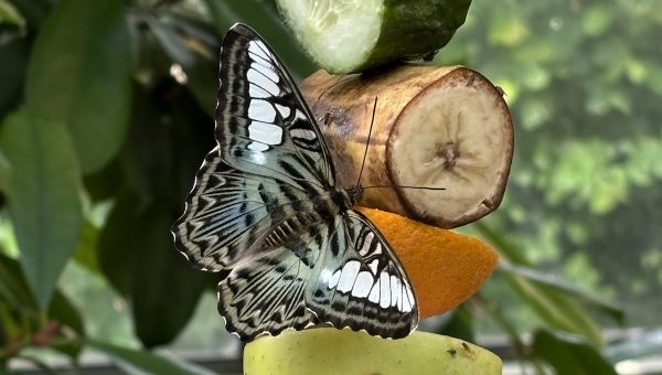 Ein Schmetterling sitzt auf einem Obstspieß