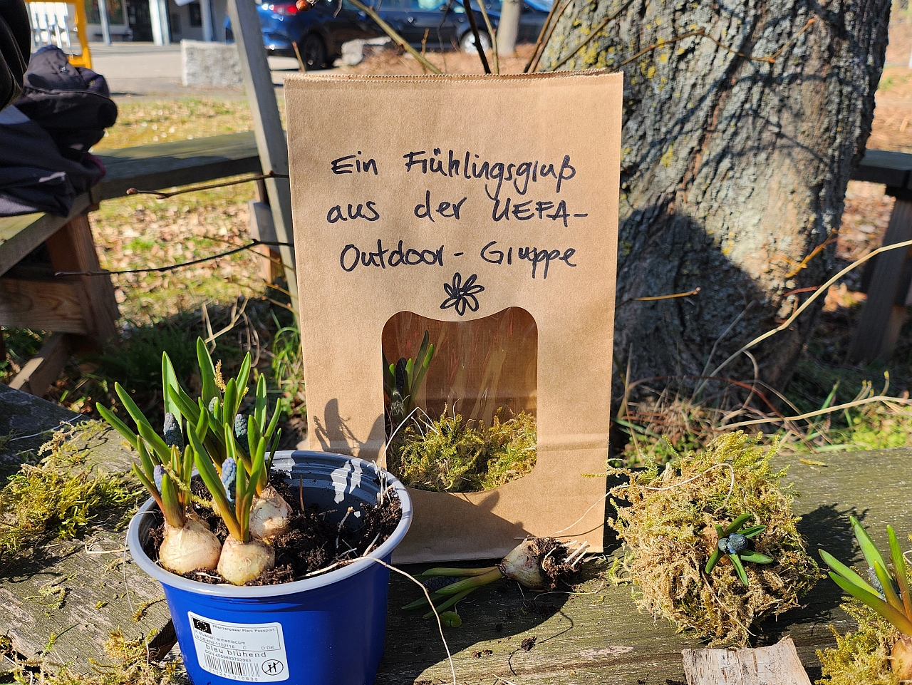 Auf einer Holzbank steht ein blauer Blumentopf mit drei Blumenzwiebeln , eine braune tüte und drei Mooskugeln