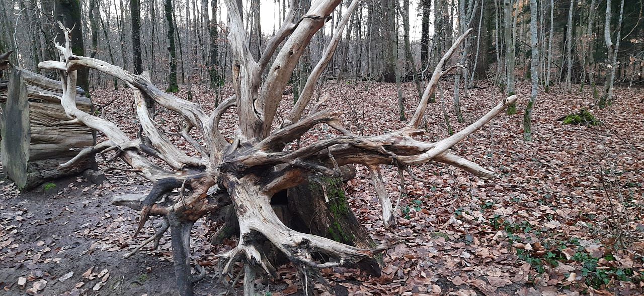 Überreste eines umgestürtzen Baumes, dessen Wurzelwerk freiliegt.