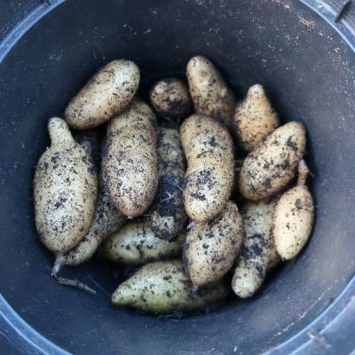Kartoffelernte