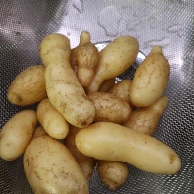 Kartoffelernte