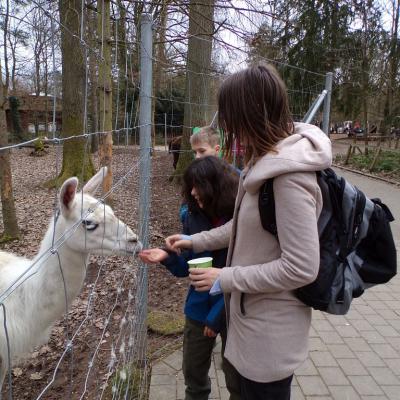 Schülerin füttert ein Weißes Lama , mit dem gekauften Futter durch den Zaun , vor der Schülerin steht eine Betreuerin mit einem beigen Mantel 