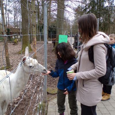 Schülerin füttert ein Weißes Lama , mit dem gekauften Futter durch den Zaun , vor der Schülerin steht eine Betreuerin mit einem beigen Mantel 