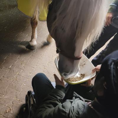 Man sieht ein Mädchen von Hinten in einem Buggy sitzen. Das Mädchen hält eine grüne Schüssel mit Futter fest. Das hellbraune Pferd steht vor ihr und frisst auf der Schüssel 