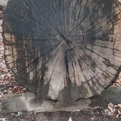 Der Querschnitt eines dicken Baumstammes.