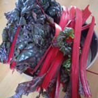 Mangold und Tomaten sind geerntet