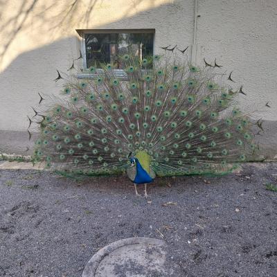 er zeigt sich in voller Pracht 