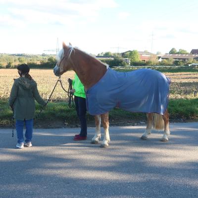 Mädchen steht mit Pferd am Feld und schaut in die Ferne.
